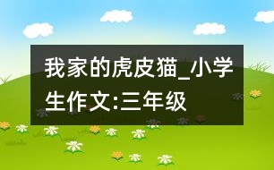 我家的虎皮貓_小學(xué)生作文:三年級(jí)