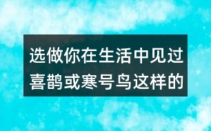 選做：你在生活中見過喜鵲或寒號鳥這樣的人嗎?說說他的小故事。