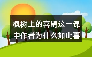 楓樹上的喜鵲這一課中作者為什么如此喜愛喜鵲