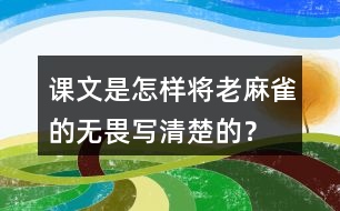 課文是怎樣將老麻雀的無畏寫清楚的？