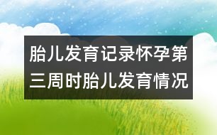 胎兒發(fā)育記錄：懷孕第三周時(shí)胎兒發(fā)育情況