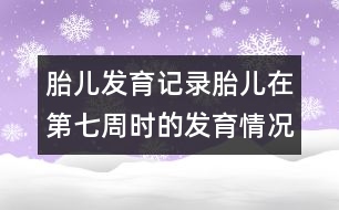 胎兒發(fā)育記錄：胎兒在第七周時的發(fā)育情況