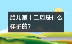 胎兒第十二周是什么樣子的？