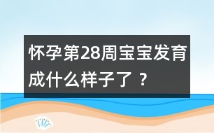 懷孕第28周寶寶發(fā)育成什么樣子了 ？