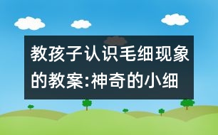 教孩子認(rèn)識(shí)毛細(xì)現(xiàn)象的教案:神奇的小細(xì)管