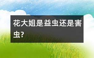 花大姐是益蟲(chóng)還是害蟲(chóng)?