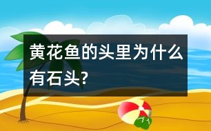 黃花魚的頭里為什么有石頭?