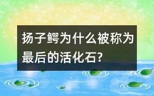 揚(yáng)子鱷為什么被稱(chēng)為“最后的活化石”?