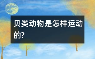 貝類動物是怎樣運動的?