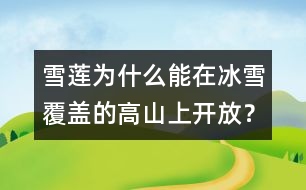 雪蓮為什么能在冰雪覆蓋的高山上開放？