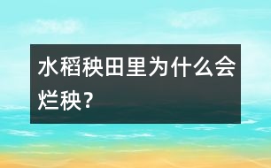 水稻秧田里為什么會爛秧？