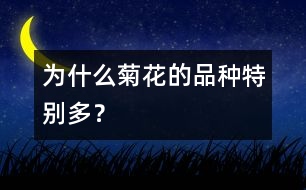 為什么菊花的品種特別多？