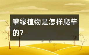 攀緣植物是怎樣爬竿的？