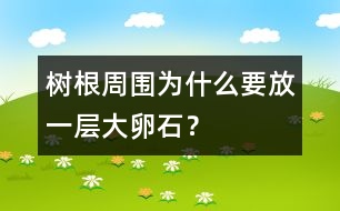 樹(shù)根周圍為什么要放一層大卵石？