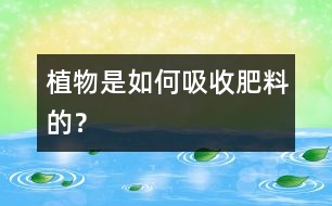 植物是如何吸收肥料的？