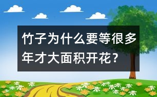 竹子為什么要等很多年才大面積開花？